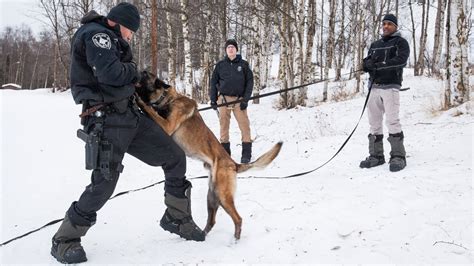 Anchorage Police Department K 9 Unit Training Youtube