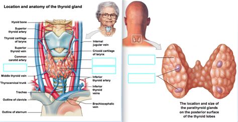 Ch 19 Diagram The Thyroid Parathyroid Diagram Quizlet