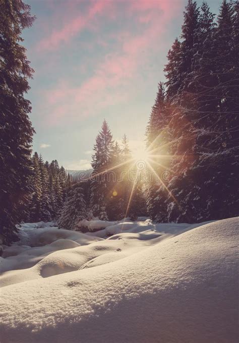 Majestic Winter Landscape Frosty Pine Tree Under Sunlight At Sunset