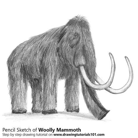 Woolly Mammoth Drawing At Explore Collection Of