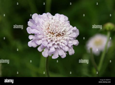 Scabiosa Hi Res Stock Photography And Images Alamy