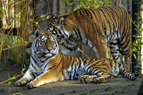 Big Cats Tigers Two Animals Tiger Wallpapers Hd Desktop And