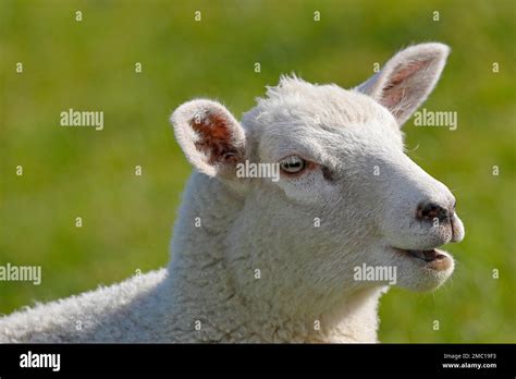 Young Domestic Sheep Ovis Gmelini Aries Lamb Animal Portrait