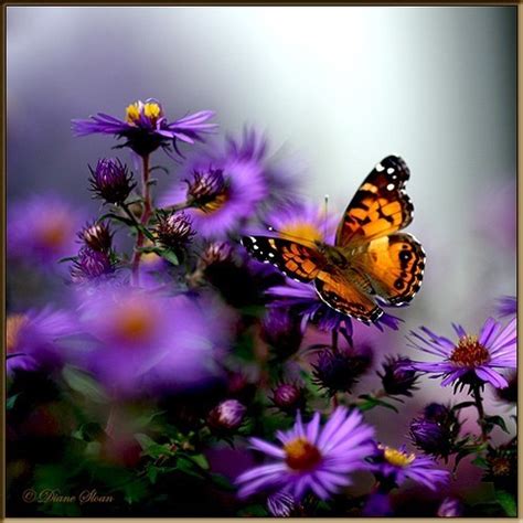 Beautiful Butterflies Butterflies Photo 18885640 Fanpop