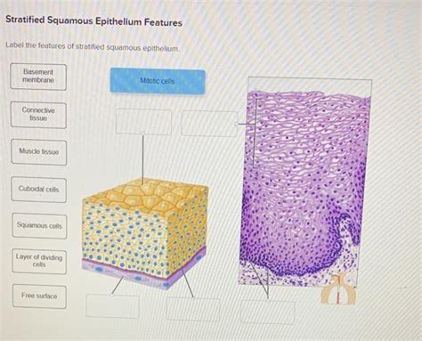 Solved Stratified Squamous Epithelium Features Label The