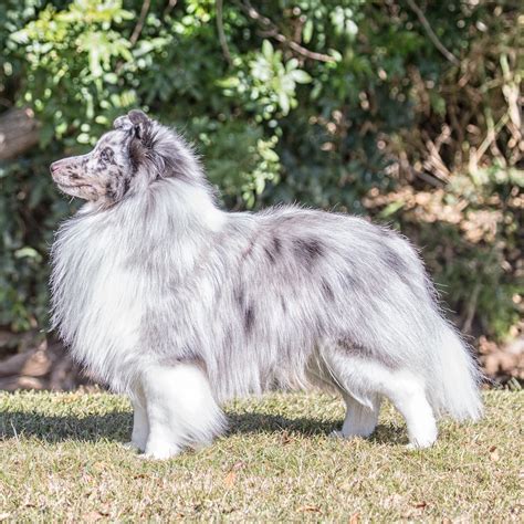 The croatian sheepdog is a native croatian breed and is descended from dogs which the croats the croatian sheepdog is an alert, agile, keen and intelligent dog with enormous energy and with a. Croatian Sheepdog Mix - Cute of Animals