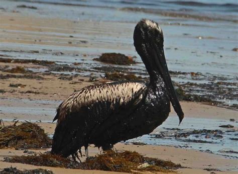 Information About SB Oil Spill Pelican Close On Oil Spills Of The