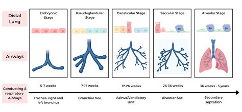 Bronchopulmonary dysplasia (BPD) - Don't Forget the Bubbles