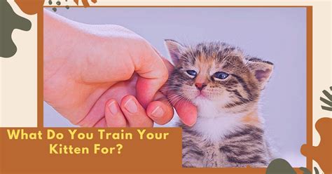 WHAT DO YOU TRAIN YOUR KITTEN FOR? : r/Animals