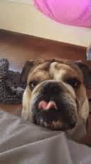 Search, discover and share your favorite otto waalkes gifs. Otto Bulldog GIF - Otto Bulldog Tongue - Discover & Share GIFs