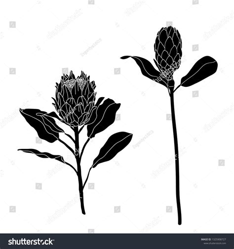 Vector Floral Illustration Black Silhouette Flower เวกเตอร์สต็อก ปลอด
