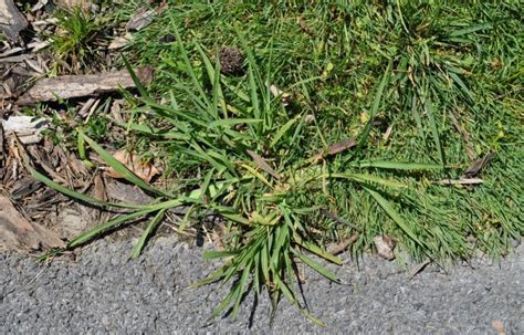 Weeds That Look Like Grass List Of Grass Like Lawn Weeds Lawn Chick