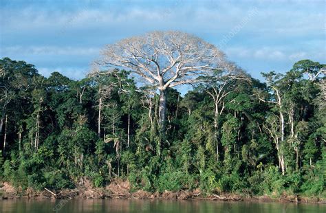 Tropical Rainforest Peru Stock Image E6400645 Science Photo Library