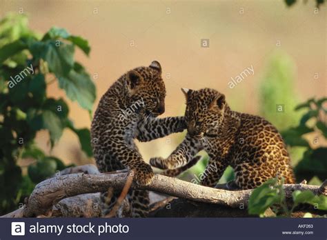 Leopard Cubs Hi Res Stock Photography And Images Alamy