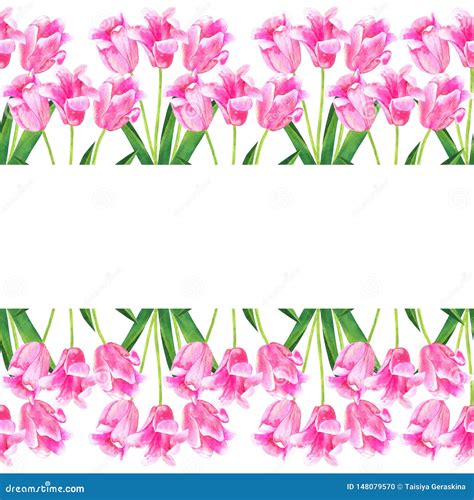 Seamless Border Pink Tulips Hand Drawn Watercolor Illustration