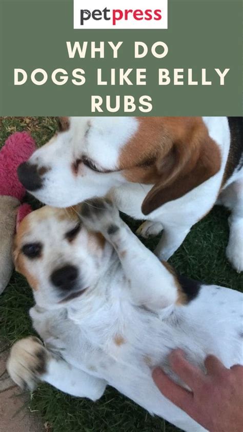 Why Do Dogs Love Belly Rubs So Much 5 Reasons Behind This Behavior