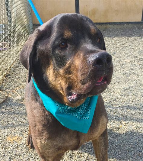 Rottweiler mix puppies hold all of the best traits of their parents, with the added benefit of including a few nice breed traits from other dogs. Adoptable Dogs