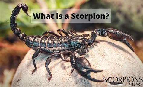 Home Scorpions Store