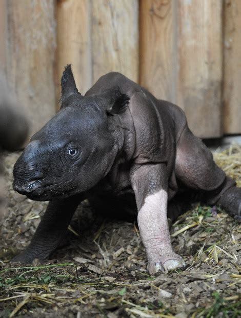 Rare Indian Rhino Born With White Leg