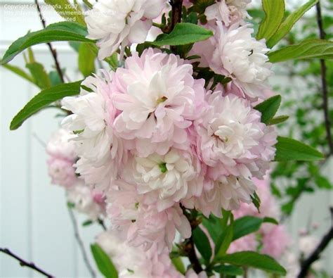 Martha A Jennings Dwarf Flowering Cherry Almond Tree Prunus