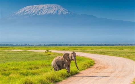 Amboseli National Park Kenya Safaris Tours Kenya Tours Kenya