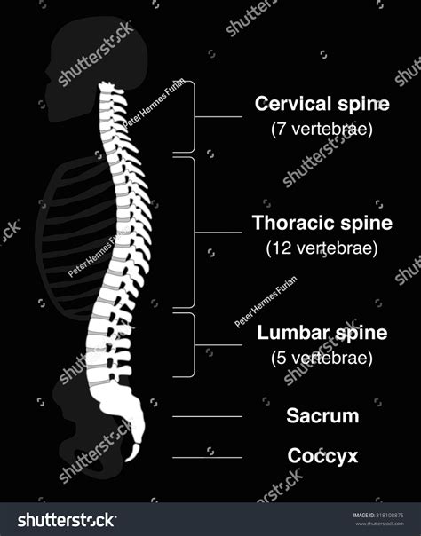 Human Backbone With Names Of The Spine Sections And Numbers Of The
