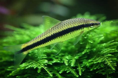 The Best Algae Eaters To Clean Your Fish Tank Aquarium Fishes