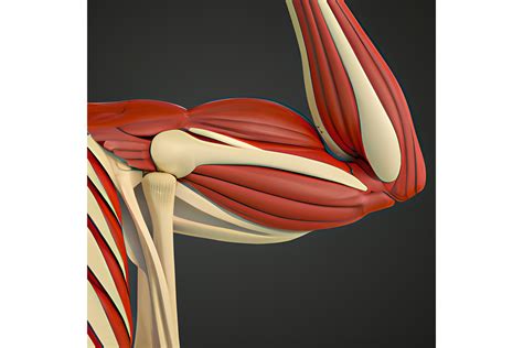 Arm Skeletal Muscle Graphic By L M Dunn · Creative Fabrica