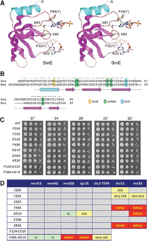Structure Guided Mutagenesis Of Sme A Stereo View Of The Human U1