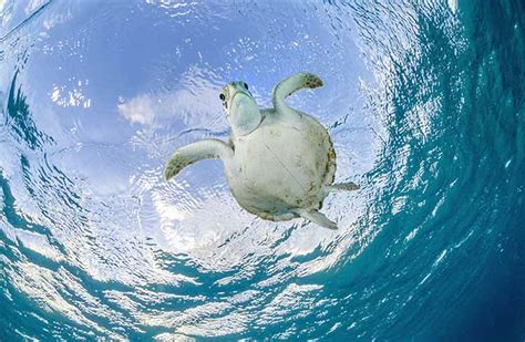 Save The Sea Turtles Conservation Tips For Travelers