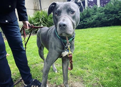 Grey Pitbull Lab Mix