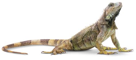 Types Of Reptiles Reptile Facts Dk Find Out