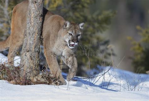 Un Cougar Ou Lion De Montagne Puma Concolor Marche Sur Le Sommet De La