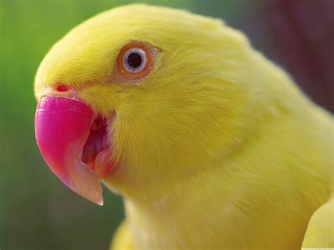 Yellow Parrot Wallpapers And Images Wallpapers Pictures Photos