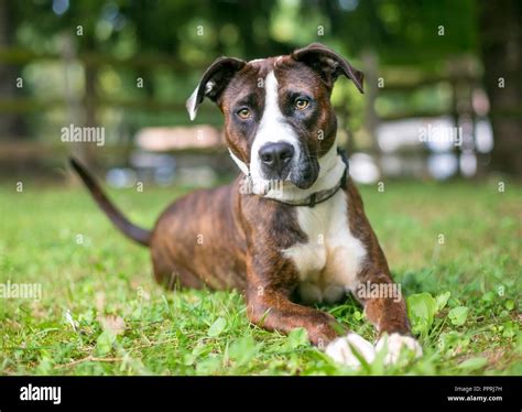 Are American Bulldog Mixed