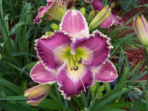Photo Of The Bloom Of Daylily Hemerocallis Ring The Bells Of Heaven