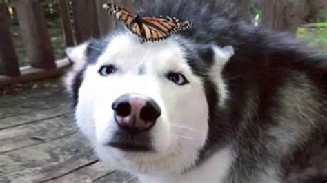 Husky Confounded By Butterfly In Sweet Moment Caught On Video The Dog