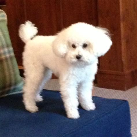 Ken Schenck - Owner - Mueller Pet Medical Center | LinkedIn