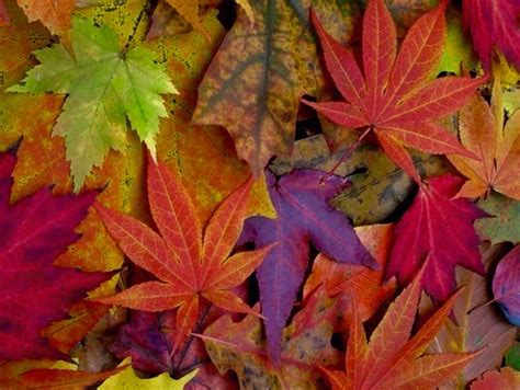 Seasons Of The Year Earth Day Fall Colors Marvelous Mood Board
