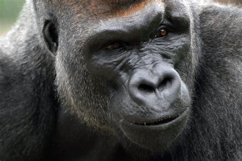 Como Zoo Gorillas Explore New Enclosure Minnesota Public Radio News
