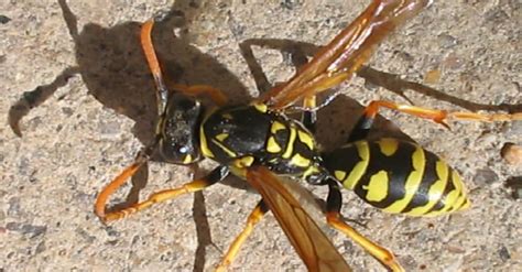 Freeze on contact sprays can be useful in particular. How To Get Rid of Yellow Jackets: Safe & Effective Methods
