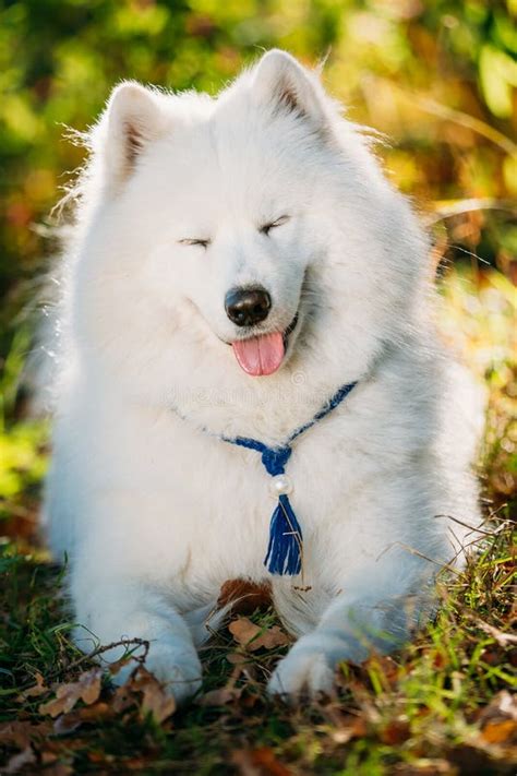 Funny Happy White Samoyed Dog Outdoor In Autumn Forest Park Sm Stock