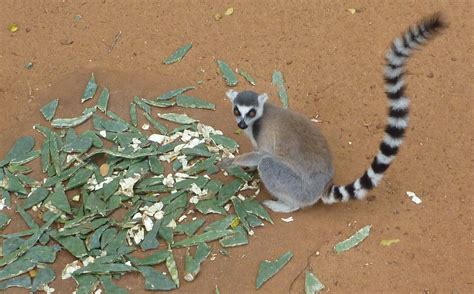 Berenty, paradis des makis à Madagascar