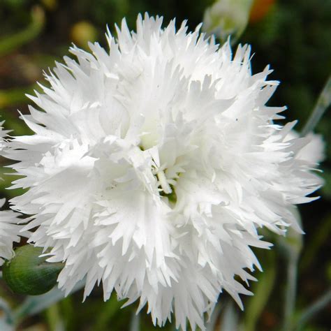 Dianthus plumarius Flore Pleno Albus - Oeillet migardise blanc double - une floraison double ...