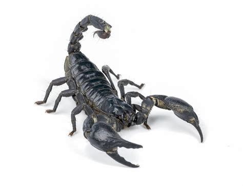 Why Scorpions Are Considered Arachnids Burns Pest