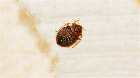 Bed Bug Exterminator Nyc Cost Pest Phobia