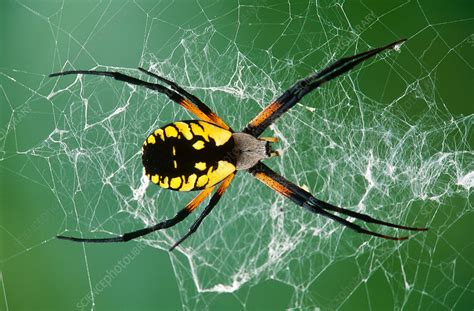 Black And Yellow Argiope Spider Stock Image Z4300539 Science