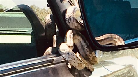 Snake Slithers From Car Hood As Woman Leaves Texas State Park Wsb Tv