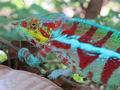 We did not find results for: Ambanja Panther Chameleon - Madagascar