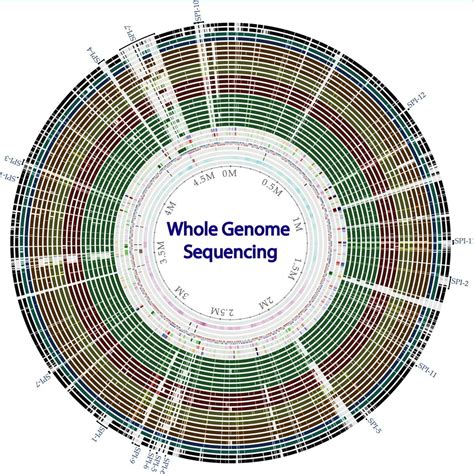Whole Genome Sequencing Of Bacterial Genomes Tools And Applications